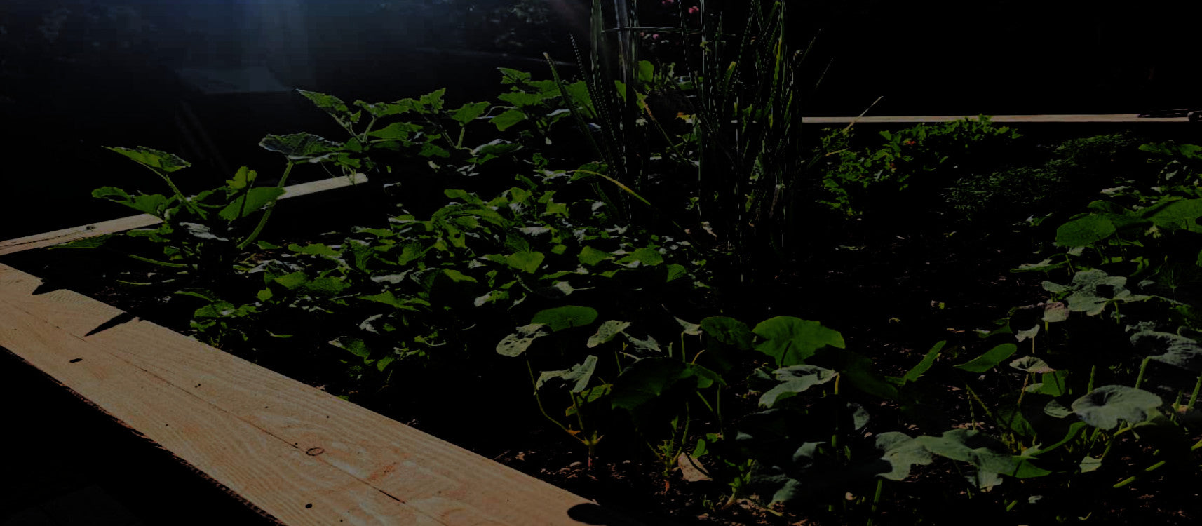 Hintergrund dunkel - Hochbeet