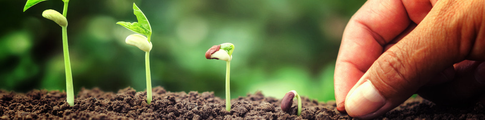 Aussaat per Hand und junge Pflanzen