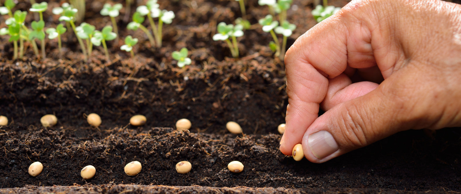 Aussaat von Hand im Hochbeet