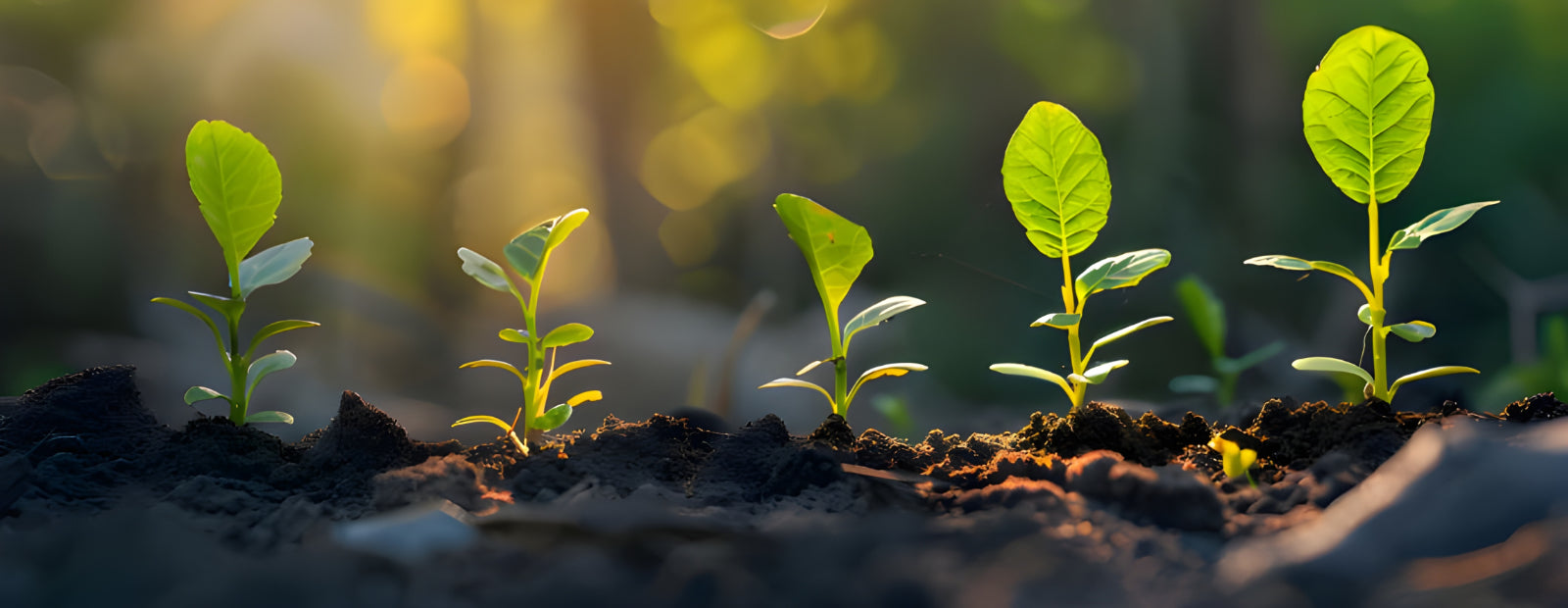 Junge Kräuter im Beet